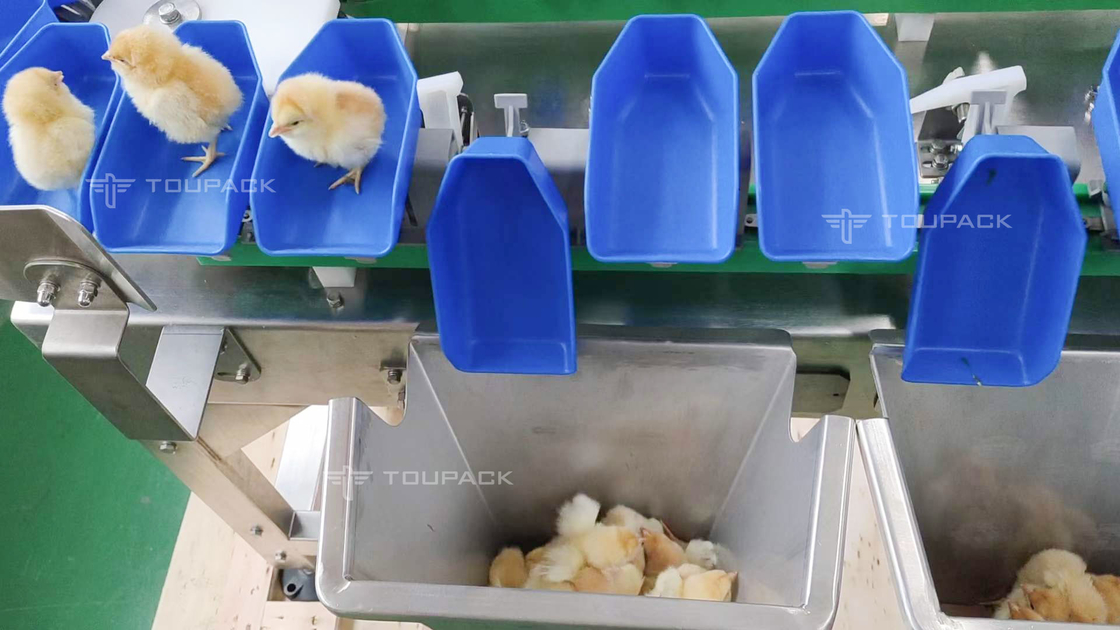 เครื่องคัดแยกน้ำหนักไก่เป๋าฮื้อหอยเป๋าฮื้อแบบกำหนดเองเครื่องคัดเกรดวันที่ผลไม้อัตโนมัติ