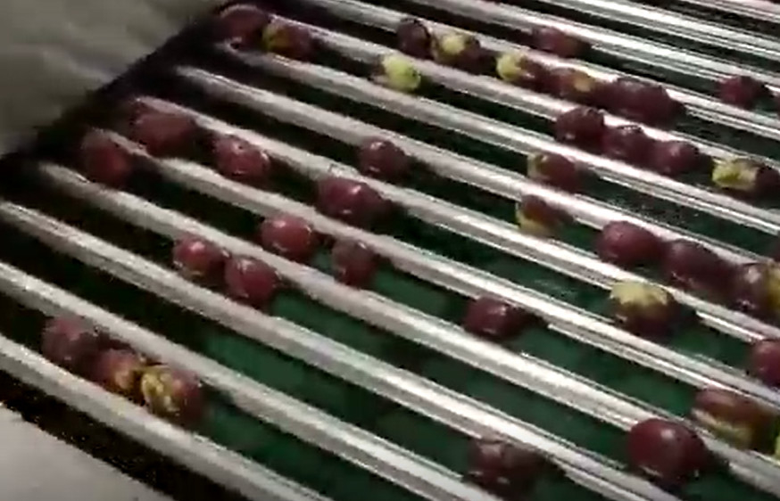 เหล็กกล้าคาร์บอน 220V เครื่องคัดแยก Jujubes เครื่องคัดแยกสายการผลิต